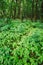 Wild Bushy Thickets Of Small-Flowered Touch-Me-Not Or Impatiens