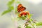 Wild butterfly with a big eyes in tepoztlan near cuernavaca, morelos II