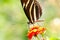 Wild butterfly with big eyes, uruapan, michoacan, Mexico. V