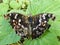 Wild butterfly, colorful, sitting on the green leaf