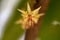 Wild Cacao Flower