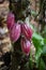 Wild Cacao Fruit