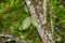 Wild cacao tree with unripe fruits on the Bastimentos Island in