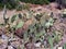 Wild Cactus Colony