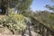 Wild Cactus and Path in Dehesa de la Villa Park; Madrid