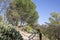 Wild Cactus and Pine Tree in Dehesa de la Villa Park; Madrid