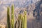 Wild cactus plants