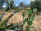 Wild Cactus Plants With Sharp Thorns