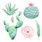 Wild cactuses hand drawn watercolor raster illustration set