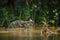 Wild caiman with fish in mouth in the nature habitat