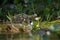 Wild caiman with fish in mouth in the nature habitat