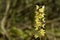 Wild calanthe discolor flower