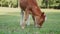 Wild calf eating grass in the forest