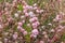 Wild California Buckwheat Flowers, Eriogonum fasciculatum