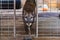 Wild California mountain lion in a cage at a sanctuary