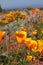 Wild California Poppies, the State\'s flower