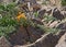 Wild california poppy in nature