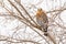 Wild California Red Hawk Watching From a Tree.