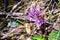 Wild Calypso Orchids, known as Fairyslipper Orchids, blooming in the forests of Marin County, north San Francisco bay area,