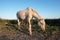 Wild Camargue Horse grazing against blue sky