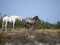 Wild Camargue horses