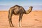 Wild camel in desert Sahara in Erg Chigaga, Morocco