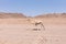 Wild camel on the desert in South Sinai, Egypt