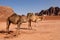 A wild camel family in desert