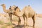 Wild camel in the hot dry middle eastern desert, dubai, uae