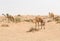 Wild camel in the hot dry middle eastern desert, dubai, uae