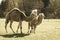 wild camel in pasture and green meadow - vintage retro look