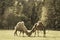 wild camel in pasture and green meadow - vintage retro look