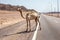 Wild camel on the road on the desert.