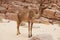 A wild Camel in the Sinai desert