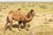 Wild camel standing to eat hay on a meadow .the most grueling animal in the world