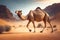 A wild camel walks through the Sahara Desert