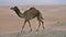 Wild camels in the desert