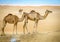 Wild camels in the desert