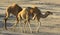 Wild Camels in the desert