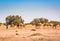 Wild camels in desert Sahara in Erg Chigaga, Morocco