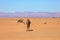 Wild Camels among the dry Orange Sands of the Sahara desert