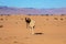 Wild Camels among the dry Orange Sands of the Sahara desert