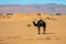 Wild Camels among the dry Orange Sands of the Sahara desert