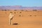 Wild Camels among the dry Orange Sands of the Sahara desert