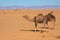 Wild Camels among the dry Orange Sands of the Sahara desert