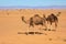 Wild Camels among the dry Orange Sands of the Sahara desert