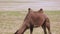 Wild Camels Free-Roaming Freely in Barren Steppes of Central Asia