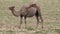 Wild Camels Free-Roaming Freely in Barren Steppes of Central Asia