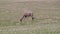 Wild Camels Free-Roaming Freely in Barren Steppes of Central Asia