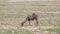 Wild Camels Free-Roaming Freely in Barren Steppes of Central Asia